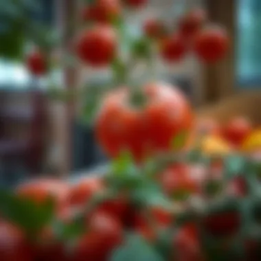 Magnificent Exploring Tomato APK Mod: A Comprehensive Guide Magnificent Exploring Tomato APK Mod: A Comprehensive Guide